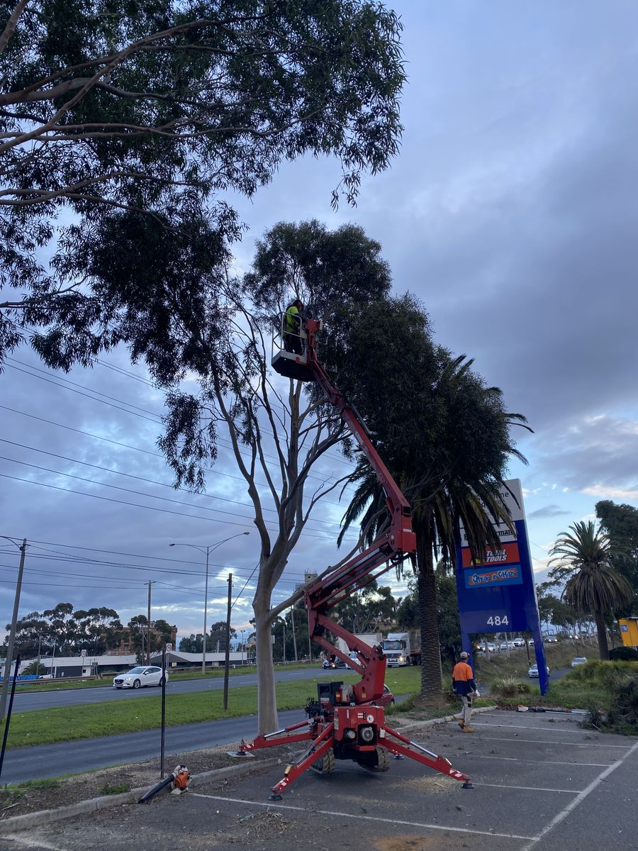 Arborist on an elevated work platform pruning a large gum tree