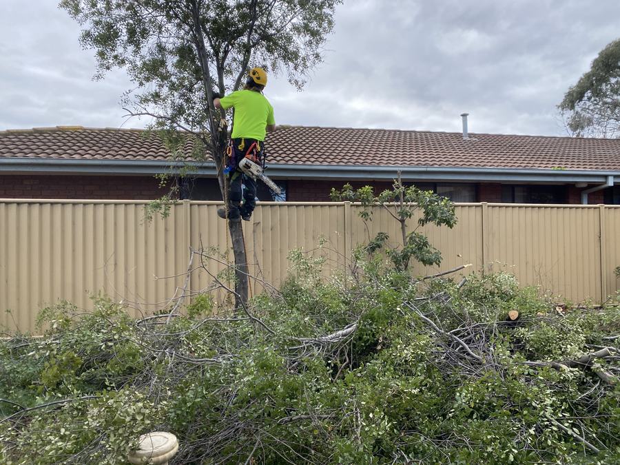 Tree work — Climbing, pruning & removal | EcoScape Gardens